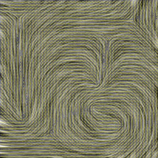 The vector field written by the macro, on the nematic image