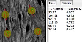 Measurements inside elliptical selections