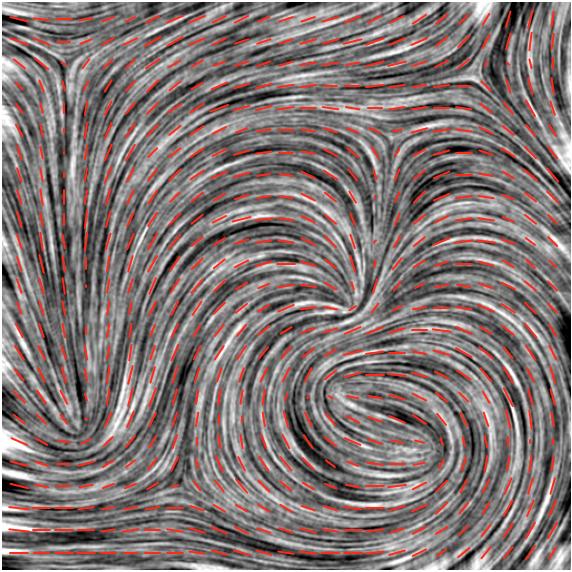The vector field of the nematic image